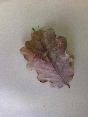 empreinte feuille automne peinture 2
