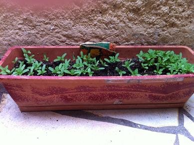 Faire pousser oeillets d'inde en pot : conseils et astuces faire pousser oeillet inde 6