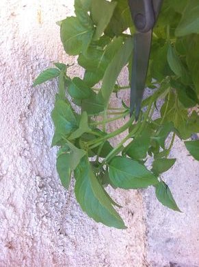 bouture basilic 2