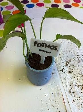 bouture de pothos 10
