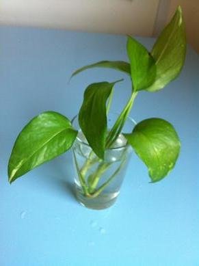 bouture de pothos 2