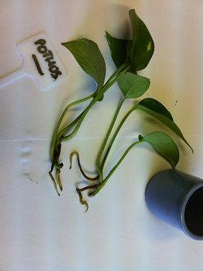 bouture de pothos 6