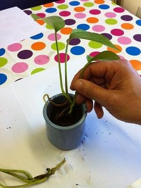bouture de pothos 7