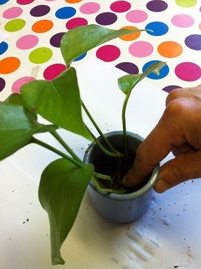bouture de pothos 8