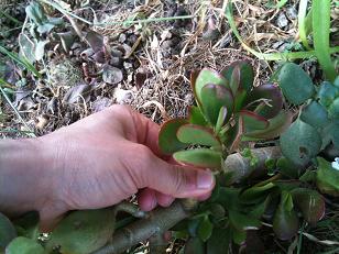 2 Pcs bouture CRASSULA OVATA plant succulent varietaga caudex arbre de Jade Luck 