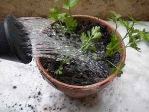 faire pousser du celeri branche 5