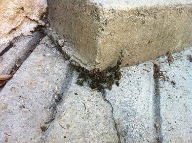 desherbant eau pomme de terre 12