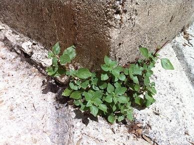 desherbant eau pomme de terre 6