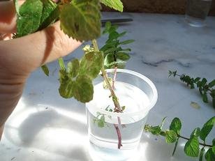 faire bouture de menthe 5