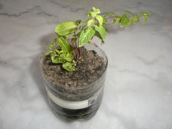 faire bouture de menthe 7