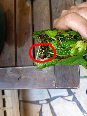 Comment faire des boutures de lierres : conseils et astuces faire bouture lierre rampant 10