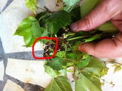 Comment faire des boutures de lierres : conseils et astuces faire bouture lierre rampant 11