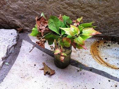 Comment faire des boutures de lierres : conseils et astuces faire bouture lierre rampant 12