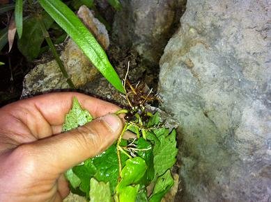 Comment faire des boutures de lierres : conseils et astuces faire bouture lierre rampant 16