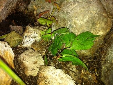 Comment faire des boutures de lierres : conseils et astuces faire bouture lierre rampant 17