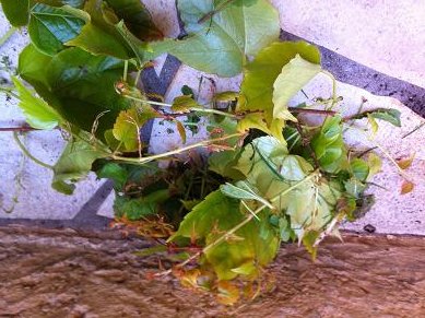 faire bouture lierre rampant 2