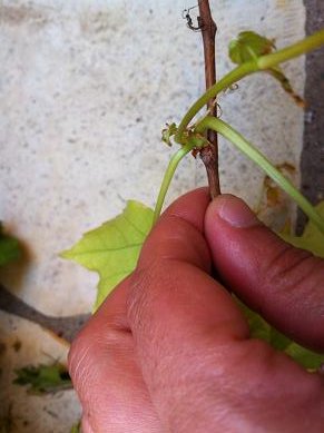 faire bouture lierre rampant 3