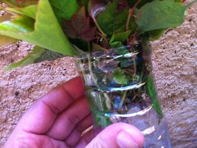 faire bouture lierre rampant 6