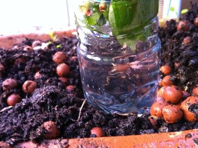 faire bouture lierre rampant 8