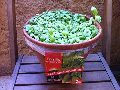 comment planter basilic en pot