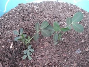 faire pousser cacahuete arachide 10