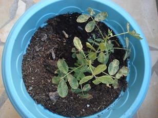 faire pousser cacahuete arachide 11