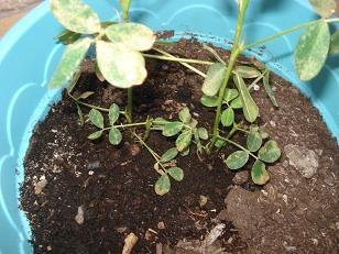 faire pousser cacahuete arachide 12