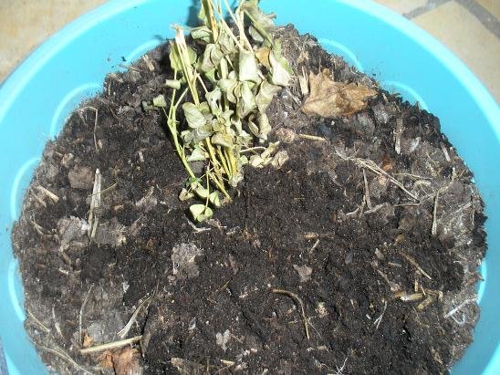 faire pousser cacahuete arachide 13