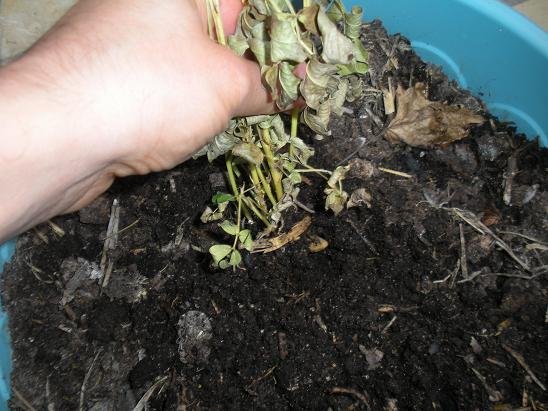 faire pousser cacahuete arachide 14