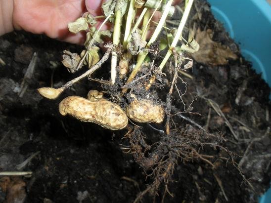 faire pousser cacahuete arachide 16