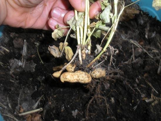 faire pousser cacahuete arachide 17