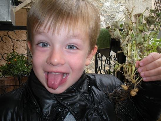 faire pousser cacahuete arachide 18