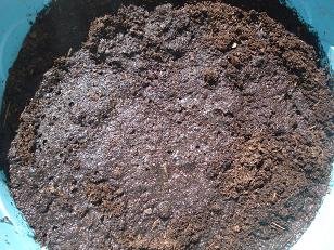 faire pousser cacahuete arachide 5