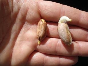 faire pousser cacahuete arachide 6