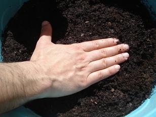 faire pousser cacahuete arachide 8