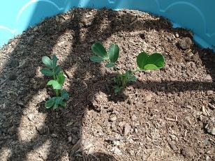 faire pousser cacahuete arachide 9