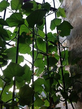 Faire pousser des concombres en pot : conseils et astuces faire pousser concombre sur balcon 2