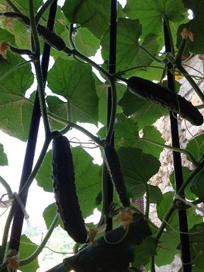 Faire pousser des concombres en pot : conseils et astuces faire pousser concombre sur balcon 3