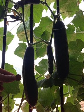 Faire pousser des concombres en pot : conseils et astuces faire pousser concombre sur balcon 6