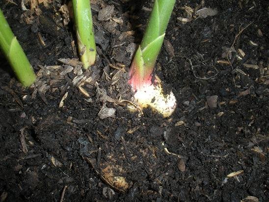 Comment faire pousser du gingembre en pot : guide complet faire pousser gingembre pot 13