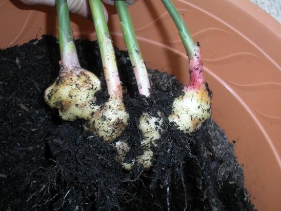 Comment faire pousser du gingembre en pot : guide complet faire pousser gingembre pot 14