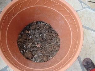 Comment faire pousser du gingembre en pot : guide complet faire pousser gingembre pot 2