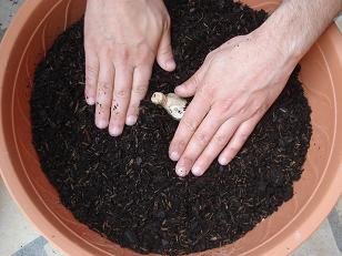 Comment faire pousser du gingembre en pot : guide complet faire pousser gingembre pot 4