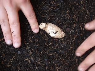 Comment faire pousser du gingembre en pot : guide complet faire pousser gingembre pot 5