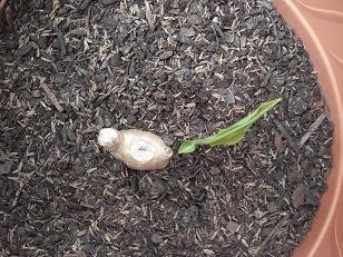 faire pousser gingembre pot 8