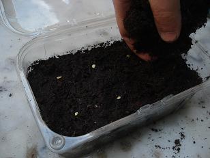 comment planter graine de poivron