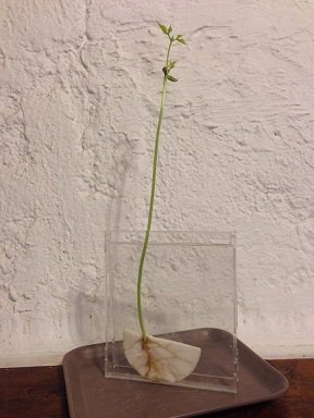 Comment faire pousser des haricots dans une boite de CD en plastique. faire pousser haricot dans boite CD plastique 11