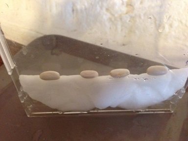 Comment faire pousser des haricots dans une boite de CD en plastique. faire pousser haricot dans boite CD plastique 2