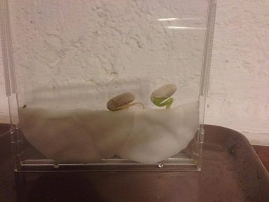 Comment faire pousser des haricots dans une boite de CD en plastique. faire pousser haricot dans boite CD plastique 3