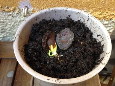 planter un noyau de nectarine